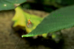 Araneoidea