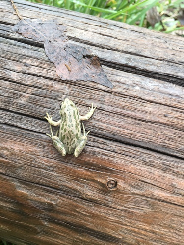 Boreal Chorus Frog photographed in Montana