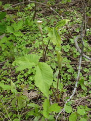 Arisaema triphyllum