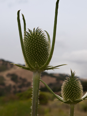 Dipsacus sativus