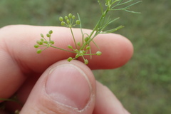 Spermolepis inermis