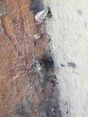 Insecta