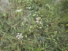 Limnosciadium pinnatum