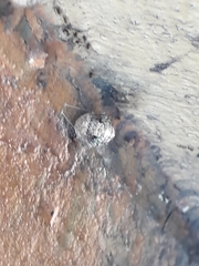 Insecta