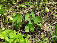 Sanguinaria canadensis