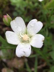 Callirhoe alcaeoides