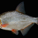 Silver Bream - Photo (c) Jörg Freyhof, some rights reserved (CC BY-NC)