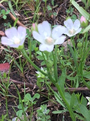 Callirhoe alcaeoides
