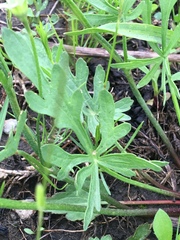 Callirhoe alcaeoides