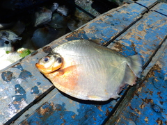 Mylossoma