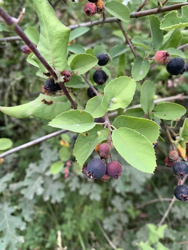 Western Serviceberry fruiting
