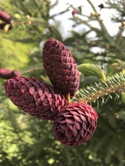 Picea likiangensis