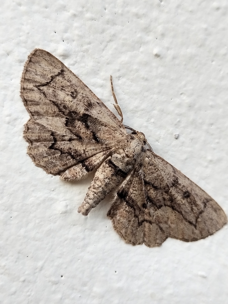 Holochroa balia