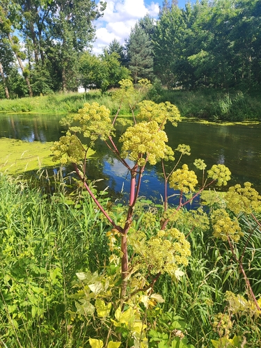 Arznei-Engelwurz (Angelica archangelica): Herkunft und Verwendung — Foto 1