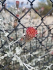 Brickellia incana
