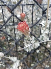 Brickellia incana