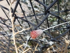 Brickellia incana