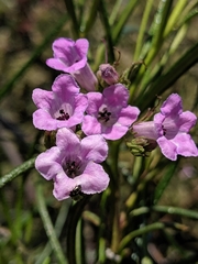 Eriodictyon altissimum