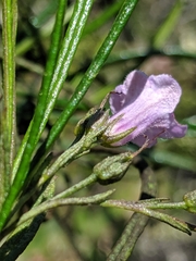 Eriodictyon altissimum