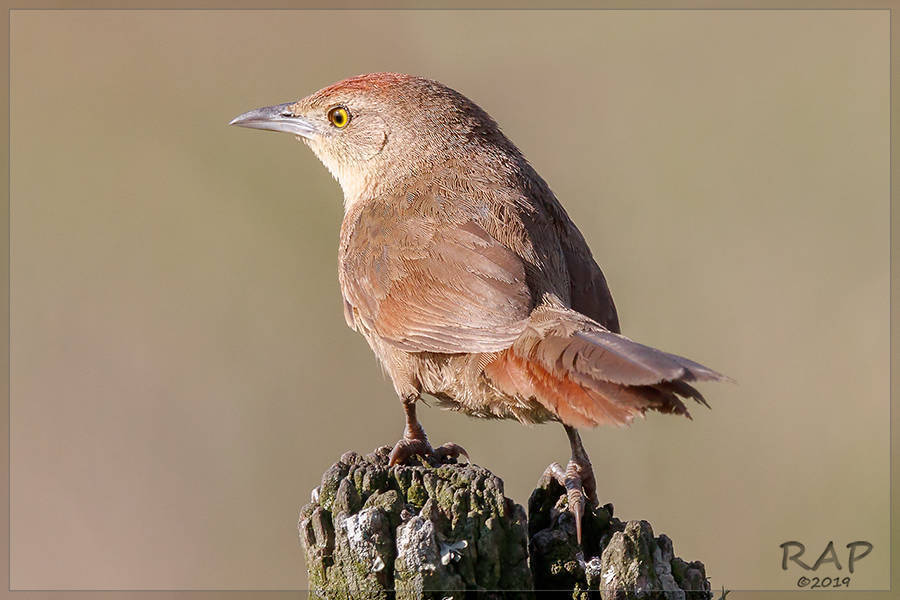 Freckle-breasted Thornbird photo