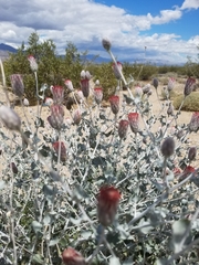 Brickellia incana