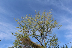 Saltator grandis