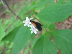 Pyromorpha dimidiata