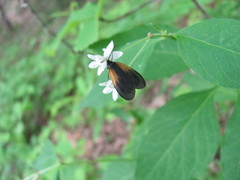 Pyromorpha dimidiata