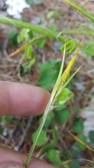 Scleria oligantha