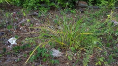Scleria oligantha