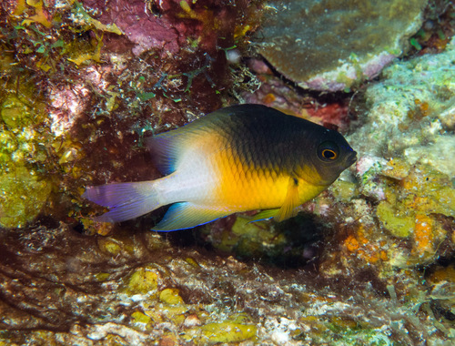 Photo of Bicolor damselfish (Stegastes partitus)
