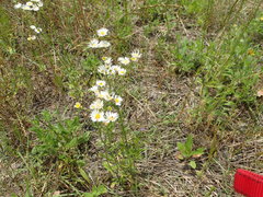 Erigeron tenuis