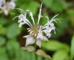 Monarda russeliana
