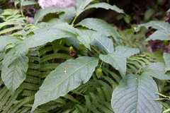 Scopolia caucasica