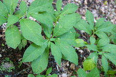 Scopolia caucasica