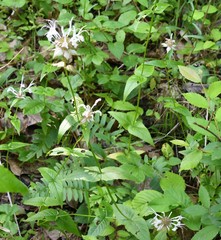Monarda russeliana