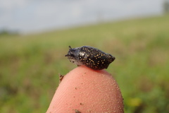 Succinea concordialis