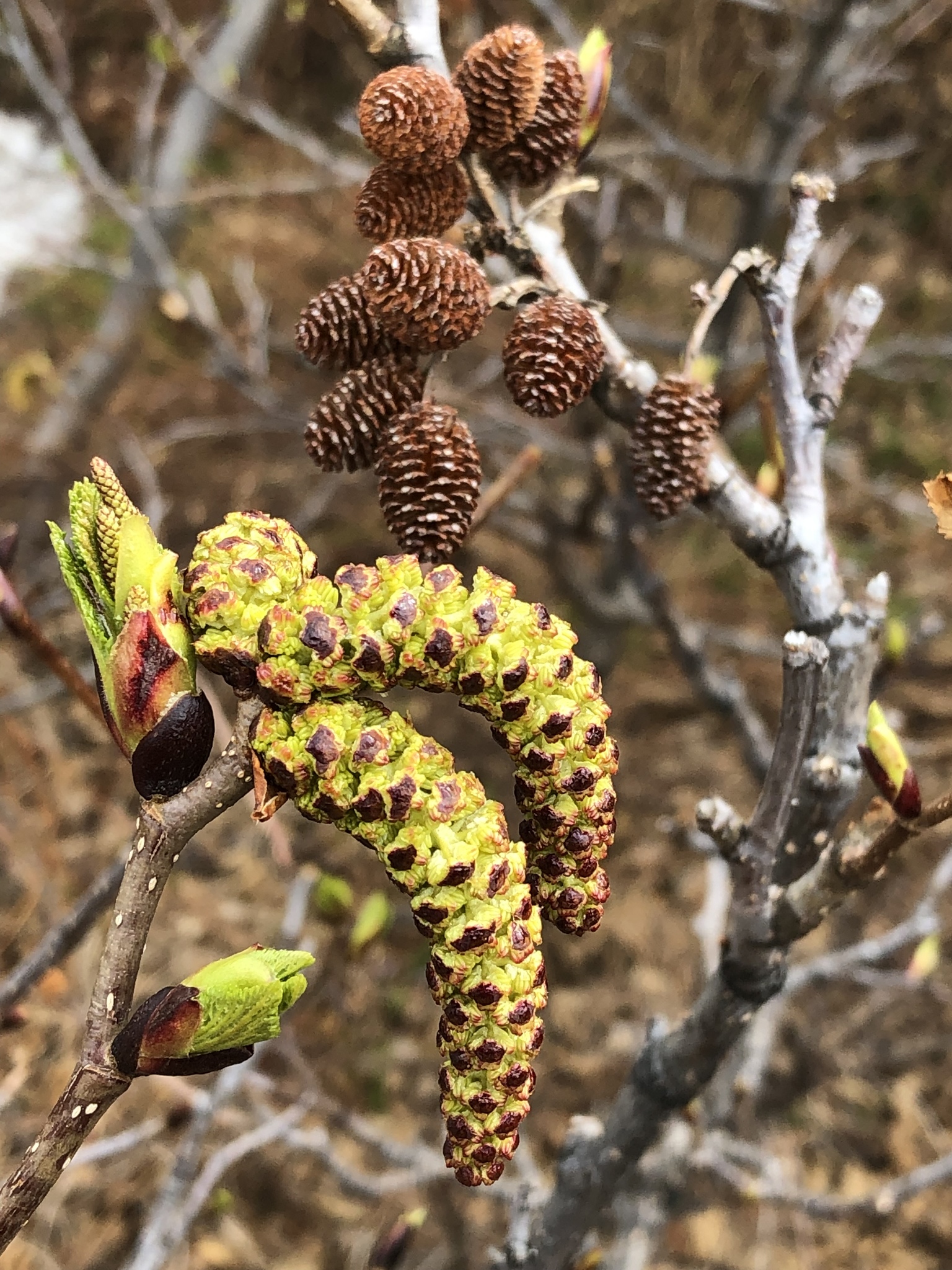 Alnus alnobetula ssp. crispa