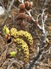 Mountain Alder - Photo (c) jdmason, some rights reserved (CC BY-NC)