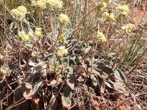 alpine golden buckwheat