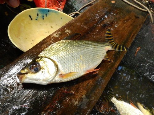 Flagtail prochilodus (Semaprochilodus insignis) — Prochilodontidae — 5