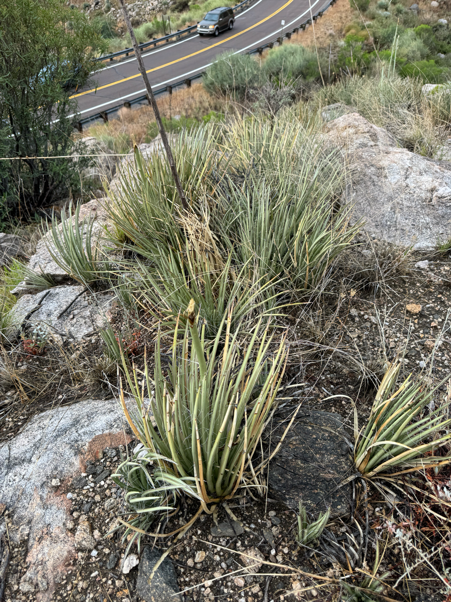 Agave sonorae (Torr.) Mearns 4