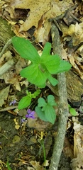 Viola triloba