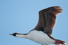 Leucocarbo georgianus