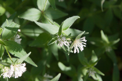 Asperula taurina