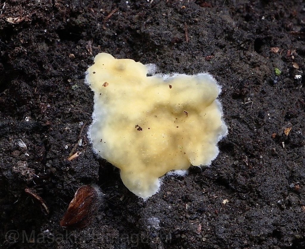 Karstenella vernalis
