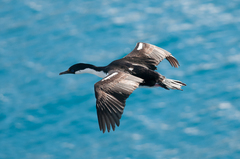 Leucocarbo georgianus