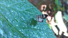 Trichodezia californiata