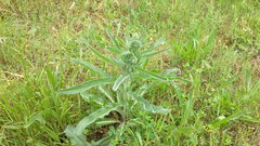 Echium italicum biebersteinii