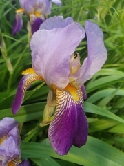 Iris × germanica
